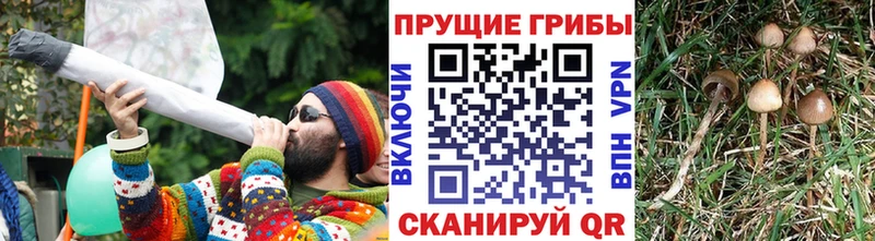 kraken как зайти  Фатеж  Галлюциногенные грибы Psilocybine cubensis 